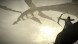 Shadow of the Colossus. В тени колосса [PS4, русская версия] в Туле